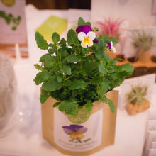 Carregar imagem na Galeria, Grow Bag Amor-perfeito Bio
