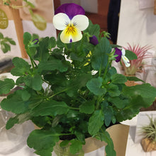 Carregar imagem na Galeria, Grow Bag Amor-perfeito Bio