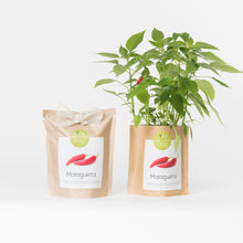 Carregar imagem na Galeria, Grow Bag Malaguetas Bio