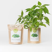 Carregar imagem na Galeria, Grow Bag Pimentos Padrón Bio