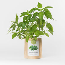 Carregar imagem na Galeria, Grow Bag Pimentos Padrón Bio
