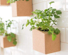 Carregar imagem na Galeria, Grow Cork Mangericão e Coentros Bio