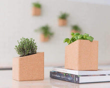 Carregar imagem na Galeria, Grow Cork Mangericão e Coentros Bio